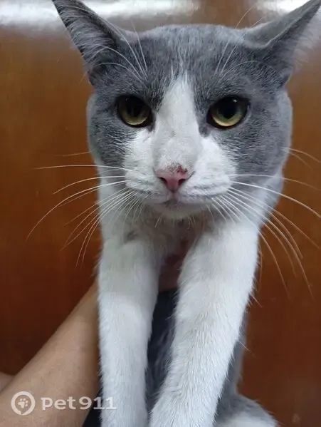 Gato encontrado, Avenida Nezahualcóyotl, 258, Ciudad Nezahualcóyotl — collar azul y costras cerca del ojo derecho - photo