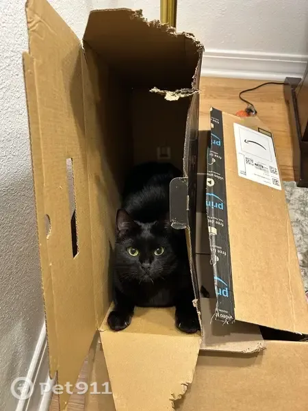 Lost cat, East Maryland Avenue, 1115, Sherwood, Sherwood — female with yellow eyes and a loud meow - photo