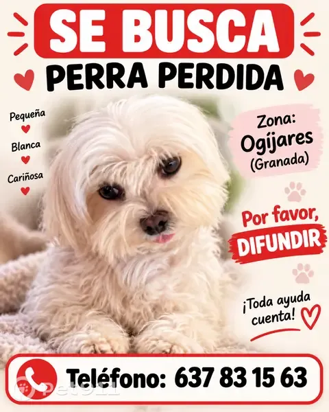 Perro perdido, Urbanización El Carmelo, 78, Ogíjares, Granada — sin collar - photo