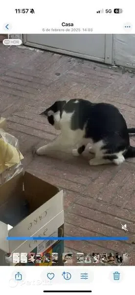Gato perdido, Avenida de San Juan Bosco, 34, Zaragoza, Delicias — mancha negra en la barbilla - photo