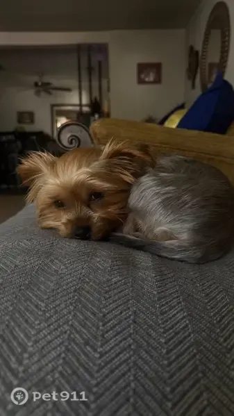 Lost dog, Richland Avenue, 2509, Farmers Branch — tiny female Yorkie - photo
