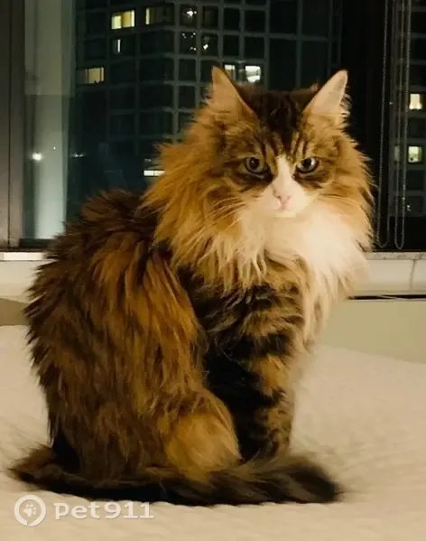 Lost cat, Alicia Court, 5, Stony Brook, Melville — shy female Siberian - photo