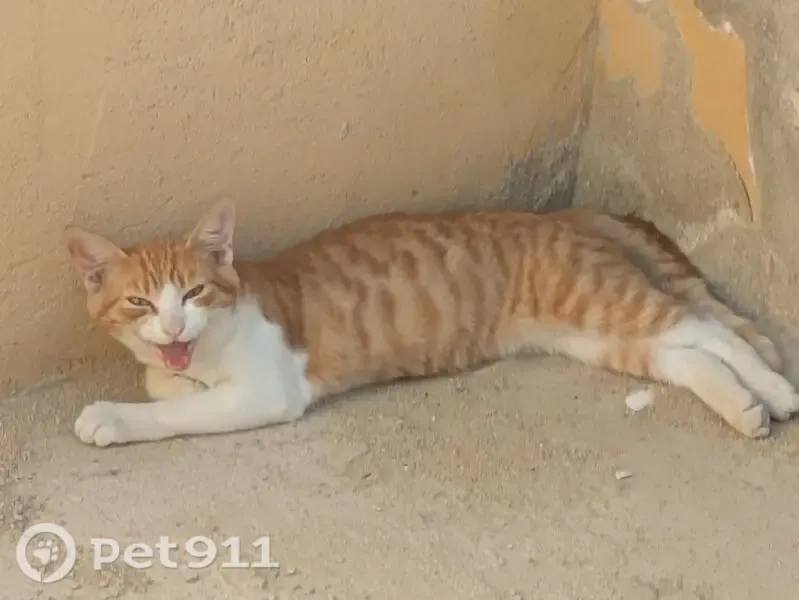 Gato encontrado, Calle Molino, Águilas, Aguilas — macho joven, atigrado naranja y blanco - photo