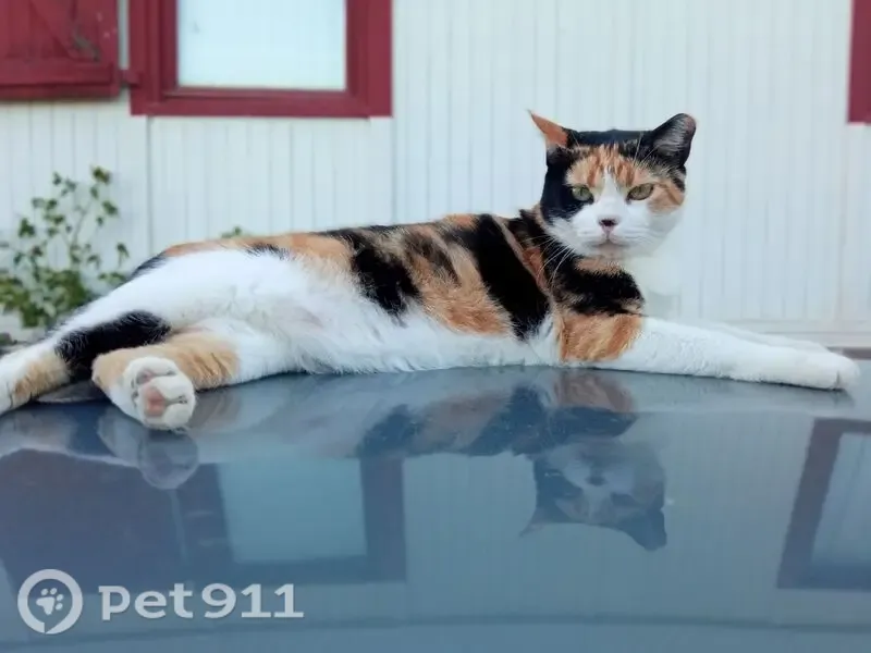 Gato perdido, Calle del Molino, Buenas Noches, Estepona — hembra tricolor con la oreja izquierda cortada - photo