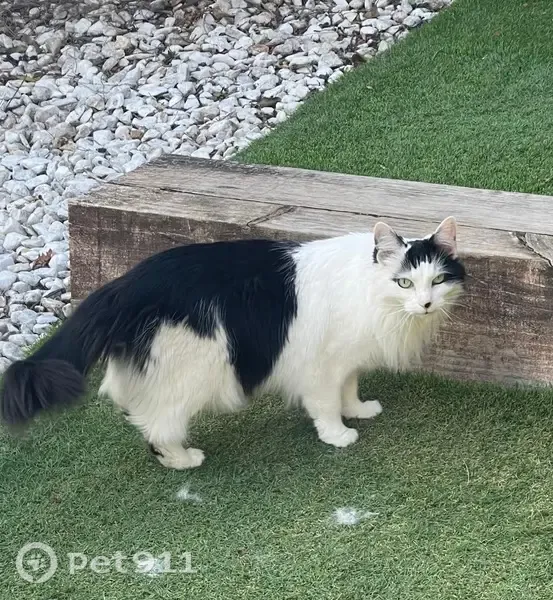 Gato perdido, hembra, Carrer 143, 5, La Canyada, Manises — ojos verdes - photo