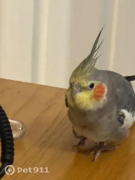 Lost bird, Limerick Road, Cape Town — grey cockatiel with a ring on her foot - photo