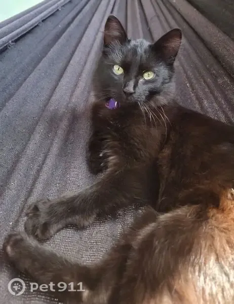 Gato perdido, Rua do Pecuarista, 8 — fêmea, filhote com mancha branca - photo