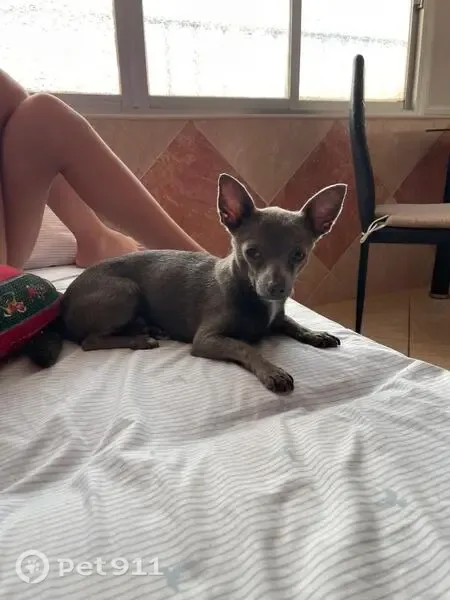 Perro perdido, Alicante, Comunidad Valenciana, El Campello — chihuahua con mancha blanca en el pecho - photo