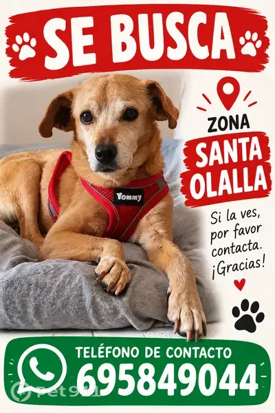 Perdido perro hembra, Calle Enredo, 8, Santa Olalla, Talavera de la Reina — cara blanca de viejita - photo