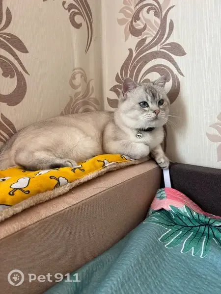 Зникла кішка, вулиця Олексія Панченка, 13/2, Черкаси — самець, світло-сірий кіт - photo
