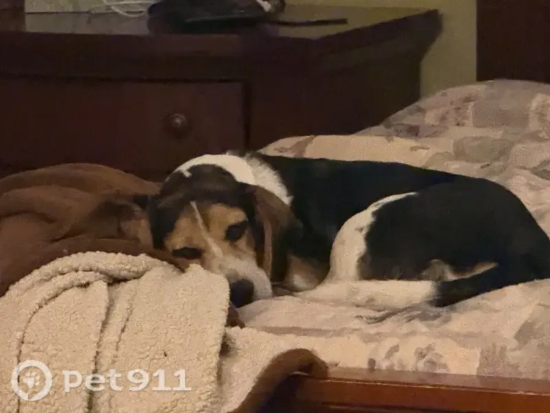 Lost dog, East Swon Avenue, 17, St. Louis — female Beagle, 23 lb - photo