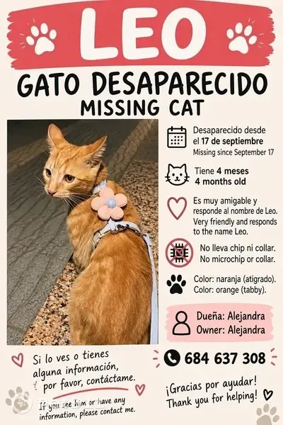 Gato perdido, macho, Avenida de los Ángeles, San Pedro Alcántara, San Pedro de Alcantara — 4 meses - photo