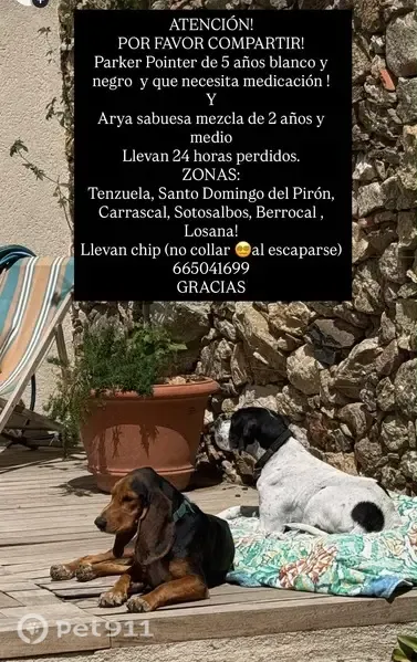 Perro perdido, Tenzuela, Castilla y León, Barcelona — tiene la enfermedad de Addison - photo