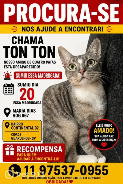 Gato perdido, Rua Maria Dias Hog, 667 — cinza, olhos verdes - photo