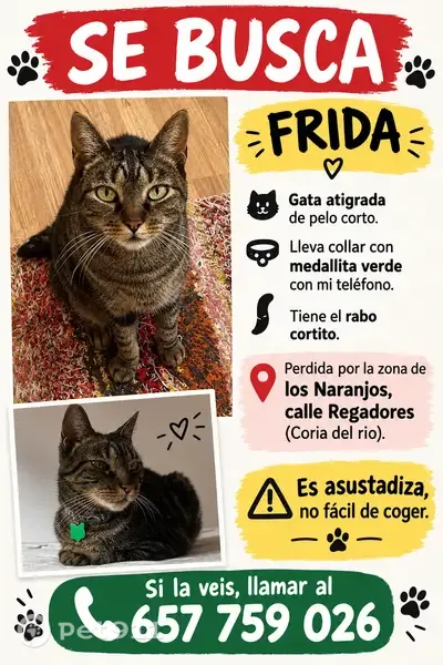 Gato perdido, hembra, Calle Regadores, Coria del Río, Madrid - photo
