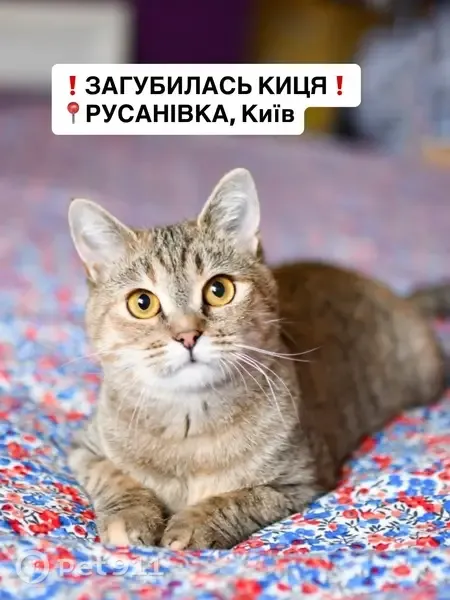 Зникла кішка, Русанівська набережна, 14/1, Київ — дівчинка із загнутим кінчиком хвоста - photo