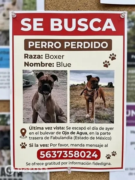 Perro perdido, hembra, Hortencias, 1, Ojo de Agua — pecho blanco - photo