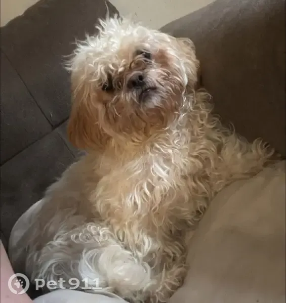 Lost dog, Y Road, Middlesboro, Barbourville — female named Luna with a belly scar - photo