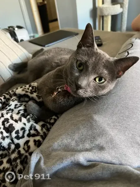 Lost cat, Sleepy Hollow Road, Staten Island — gray coat and green eyes - photo