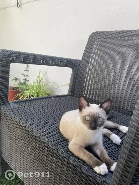 Gato perdido, hembra, Doctor Miguel Ríos Sarmiento, Sevilla — tiene 3 meses - photo