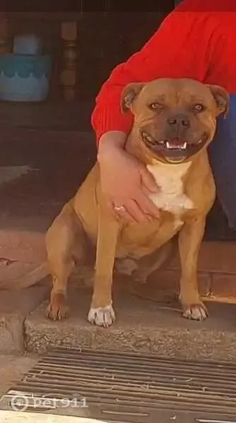 Lost dog, male red Staffy, Kingsway Avenue, 45, Brakpan — lured into a car - photo