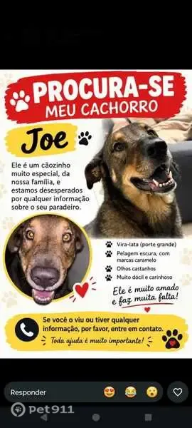 Cachorro perdido, Rua Manoel Caminha, São Paulo — macho, porte médio, nome JOE - photo