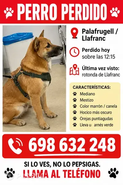 Perro perdido, Avinguda de García Lorca, 21, Palafrugell, Girona — hocico negro - photo