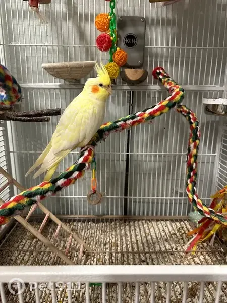 Lost female bird, Cinema Drive East, Hanover Park, Lansing — very good flyer - photo