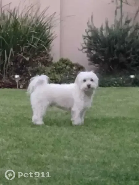 Lost dog, Garsfontein Road, Pretoria, Centurion — small white Maltese, no collar - photo