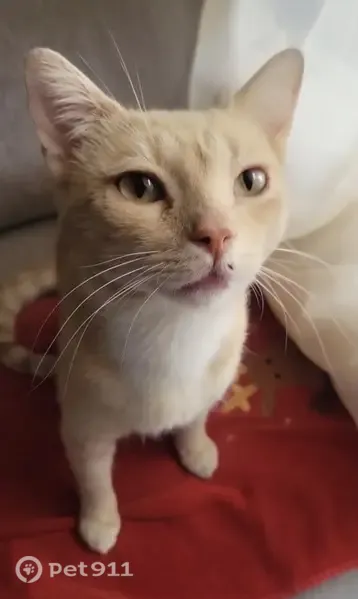 Gato perdido, Mexicali — tiene 6 dedos en las patas delanteras - photo