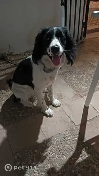 Perro perdido, La Puebla de Cazalla, Andalucía, Arrecife — cocker spaniel de 3 años - photo