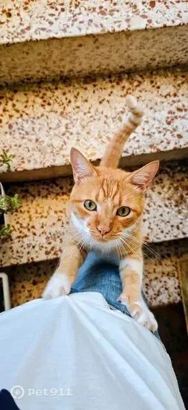 Gato perdido, Calle Sardinero, 16, Torremolinos — ojos verdes - photo