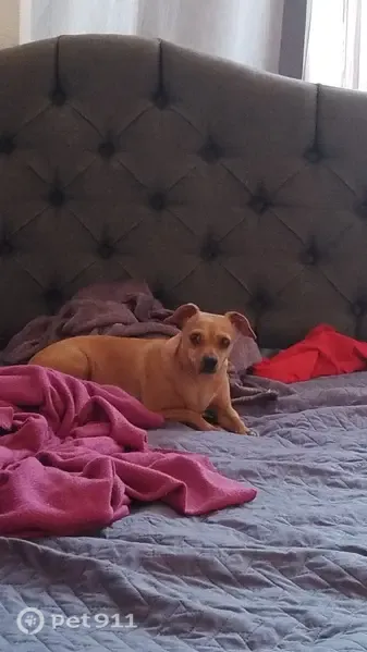 Perro perdido, hembra, Iztapalapa — tiene el pecho blanco - photo