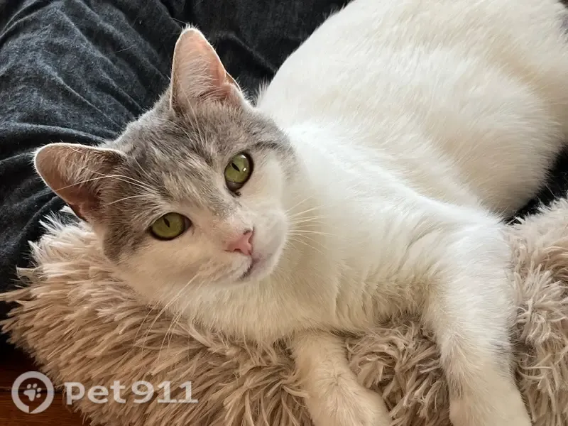Lost cat, Harris Road, 40680, Belleville, Dearborn — female with a gray striped tail - photo