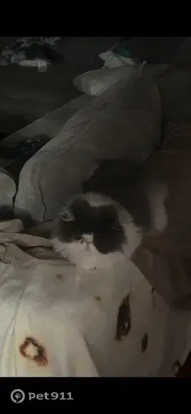 Lost female cat, Society Hill, 303, Cherry Hill Township, Greentree — Persian with copper/amber eyes - photo