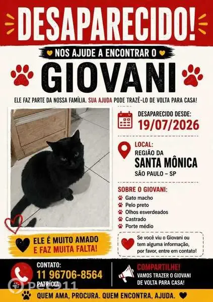 Gato perdido, Rua Doutor Mário Mauro Ramos Mattoso, São Paulo — macho, castrado e de pelo curto brilhante - photo