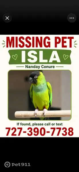 Lost bird, 75th Avenue, 8339, Seminole — handfed baby under one year old - photo