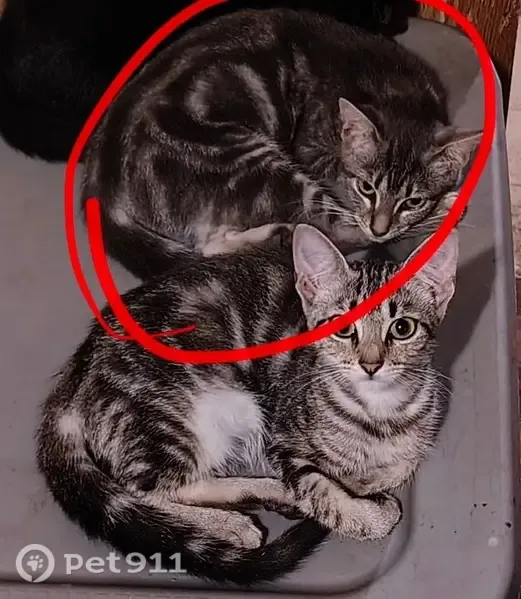 Lost cat, Mohawk Trail, 73, West Greenwich, Greene — female gray tabby kitten - photo