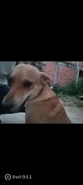 Cachorro perdido, Via Regional, Bahia — caramelo de olhos castanhos - photo