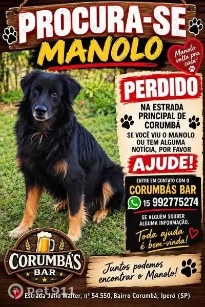 Cachorro perdido, macho, HFM5+3F, Sorocaba — médio porte, atende por Manolo - photo