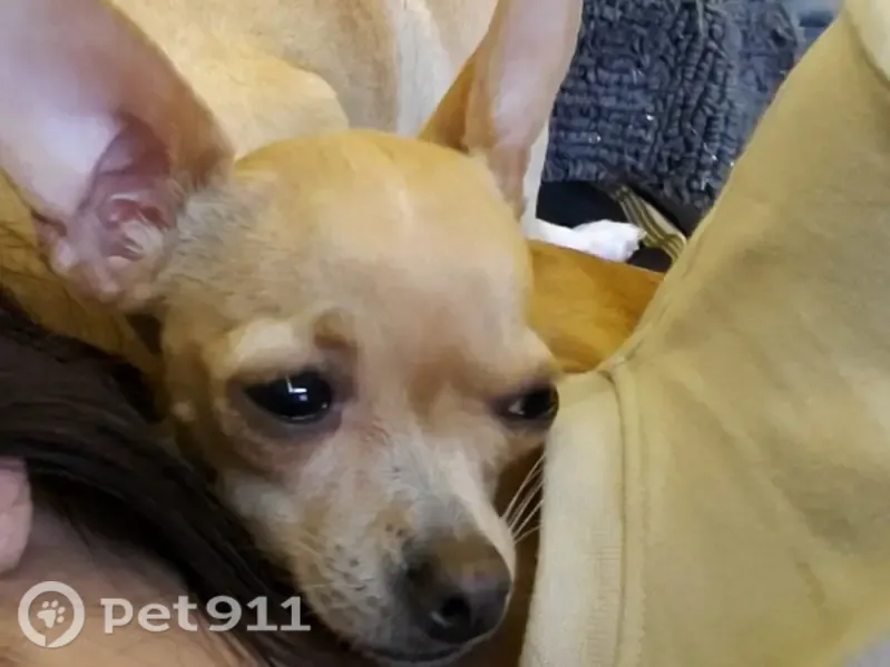 Perro perdido, Ciudad Nezahualcóyotl, Estado de México — pequeña, cabeza de venado; responde a Channel o Bambi - photo