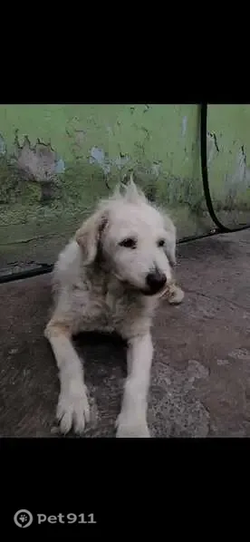 Perdido perro hembra, Calle Licenciado Benito Juárez, Ecatepec de Morelos, Gustavo Adolfo Madero — Mindy, adulta mayor - photo