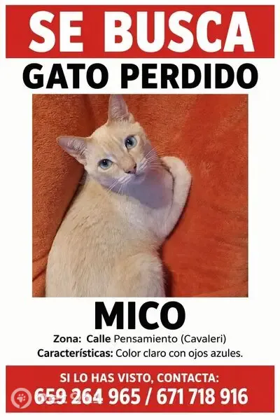 Gato perdido macho en Calle Pensamiento, Mairena del Aljarafe — siamés red point de ojos azules - photo