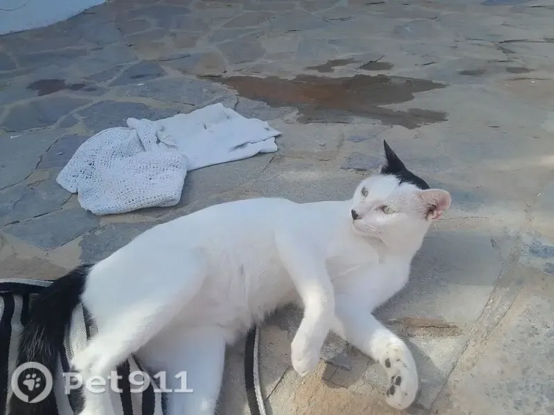 Gato perdido, Berja, Andalucía, Nijar — blanco, joven y con ojos verdes - photo