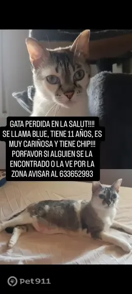 Gato perdido, Passeig de la Salut, 102, Badalona, Llefia — hembra de ojos azules - photo