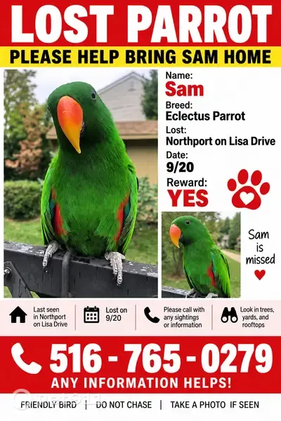 Lost Bird, Lisa Drive, Northport, Brooklyn — male, friendly and noisy - photo