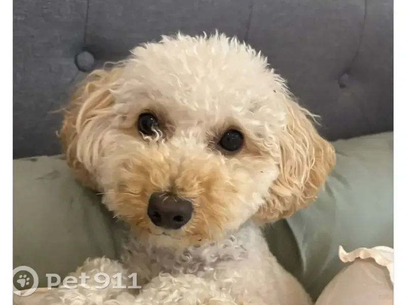 Lost dog, Road 11, 43, Kingsville — cream fur, brown ears - photo
