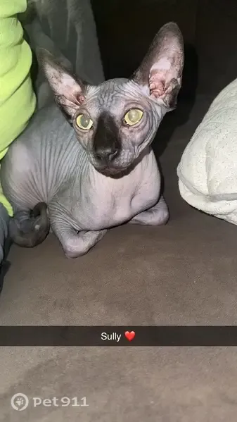 Lost male cat, Lebanon-Crittenden Road, 15064, Verona, Columbus — grey and black hairless coat - photo