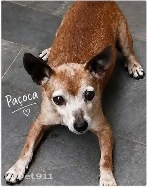 Cachorro perdido, macho, Rua Rodolfo Schult, Taboão da Serra — pequeno e dócil - photo