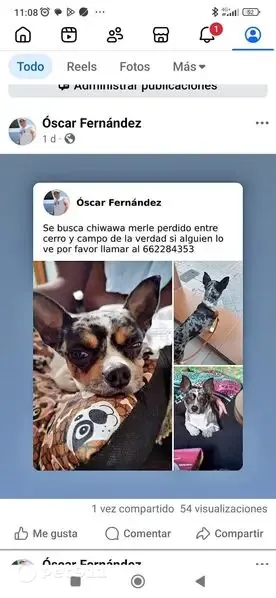 Perro perdido, Calle Punta Umbría, 15, Córdoba, Cordoba — chiwawa merle macho - photo